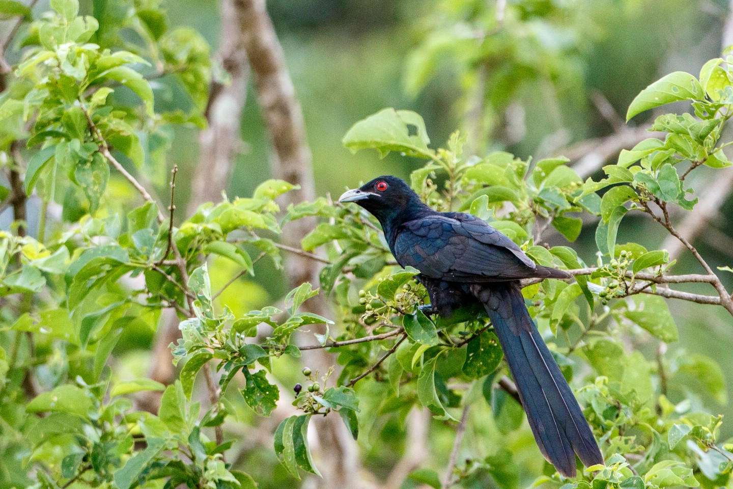 Indischer Koel